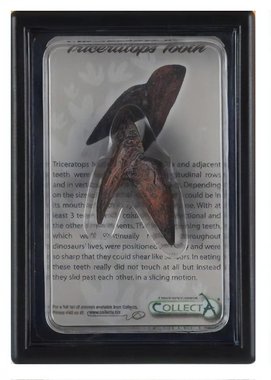 Triceratops tand (replica) - Collecta