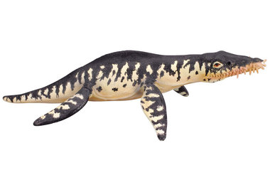 Liopleurodon (collecta)